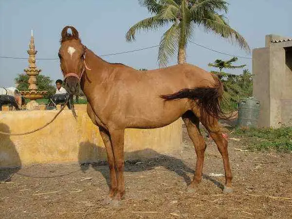 Indian Kathaiwari Horse