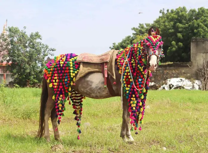 Kathaiwari Horse