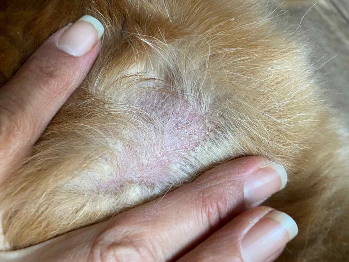 Signs of Fungal Infections in Dogs