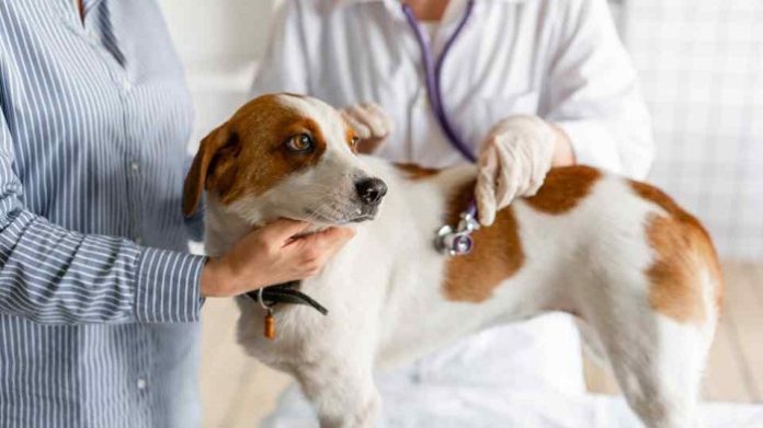 Tick Fever in Dog