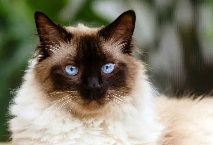 Himalayan Cats