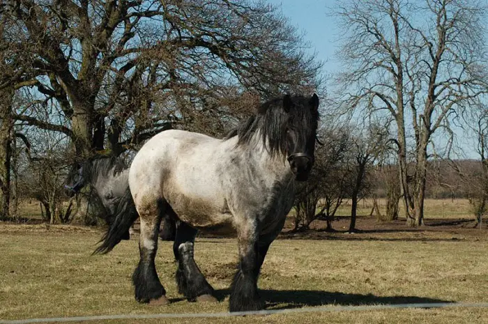 Jutland Horse