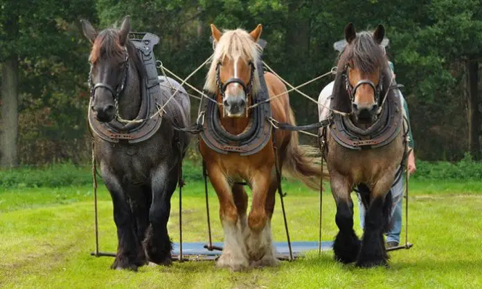 Largest Horse Breeds