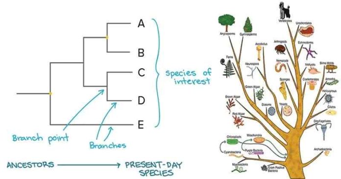 Phylogenetic Tree