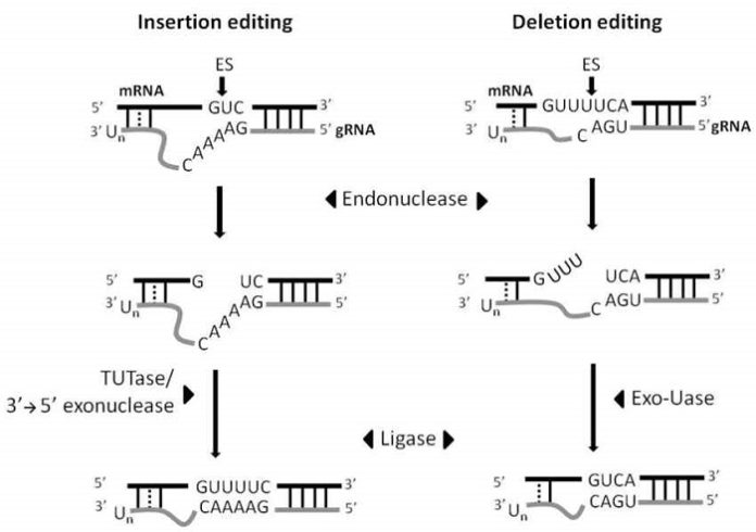 RNA Editing