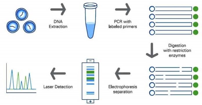 Restriction Fragment Length Polymorphism