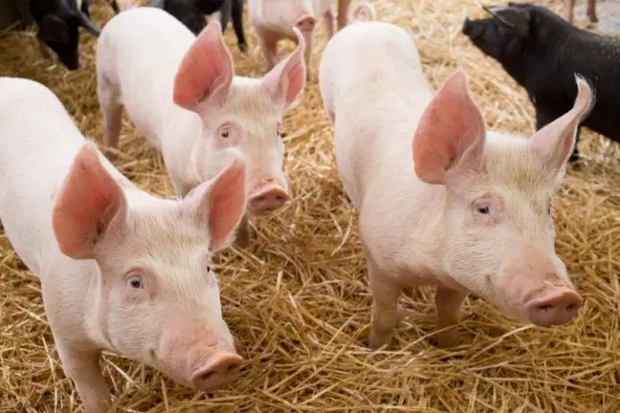 Coccidiosis in Pigs