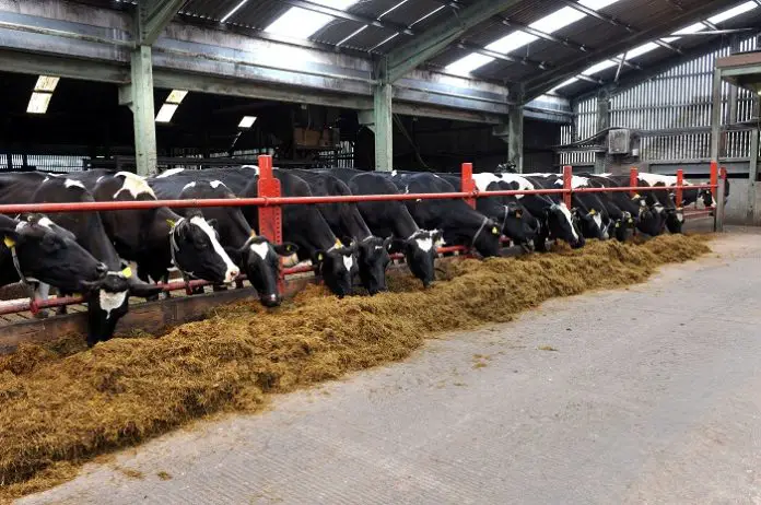Listeriosis in Cattle