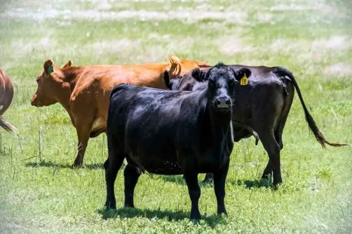 Trichomoniasis in Cattle