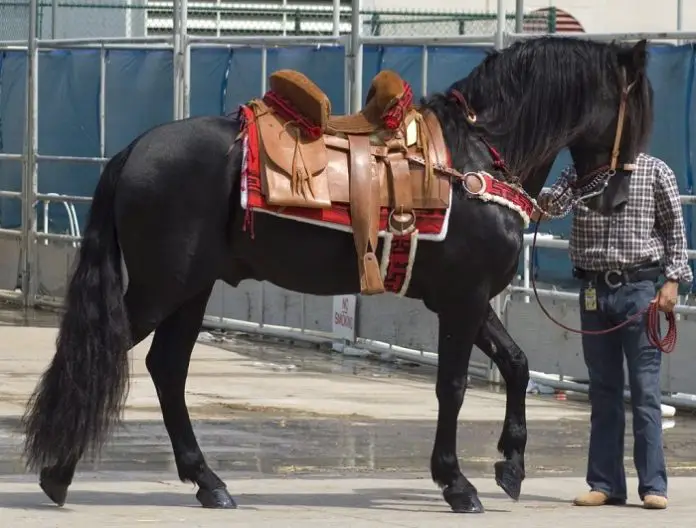 Azteca Horse