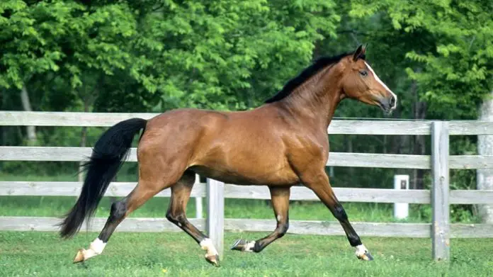 Westphalian Horse