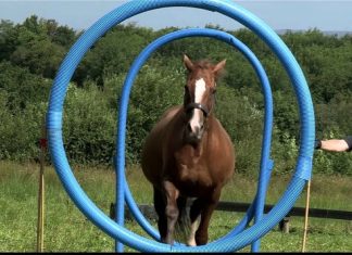 Horse Agility Training