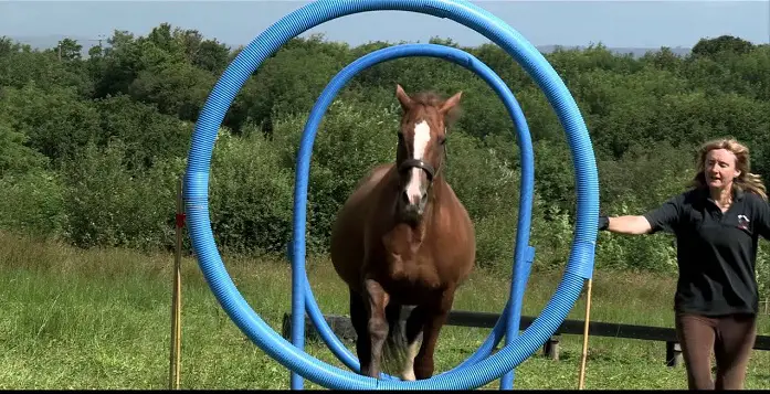 Horse Agility Training