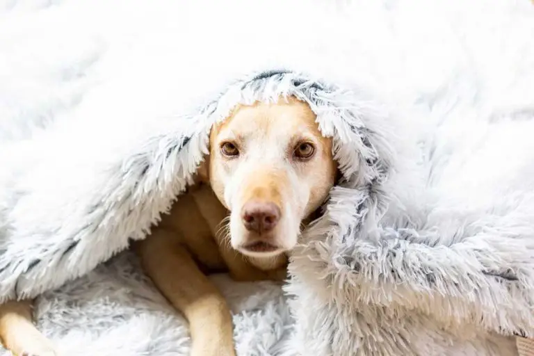 Photo inspiration: 10 Ways To Keep Dogs Warm In Winter A Guideline Photo Inspiration