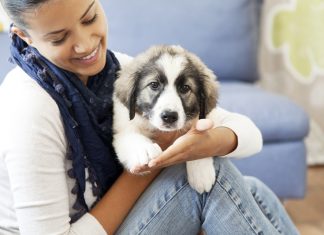 Winter Care of Dog