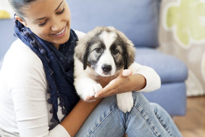 Winter Care of Dog