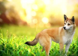 Lundehund Dog