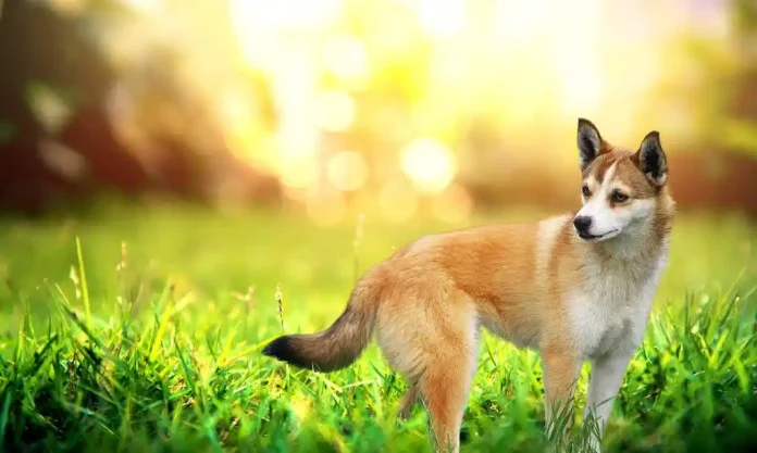 Lundehund Dog