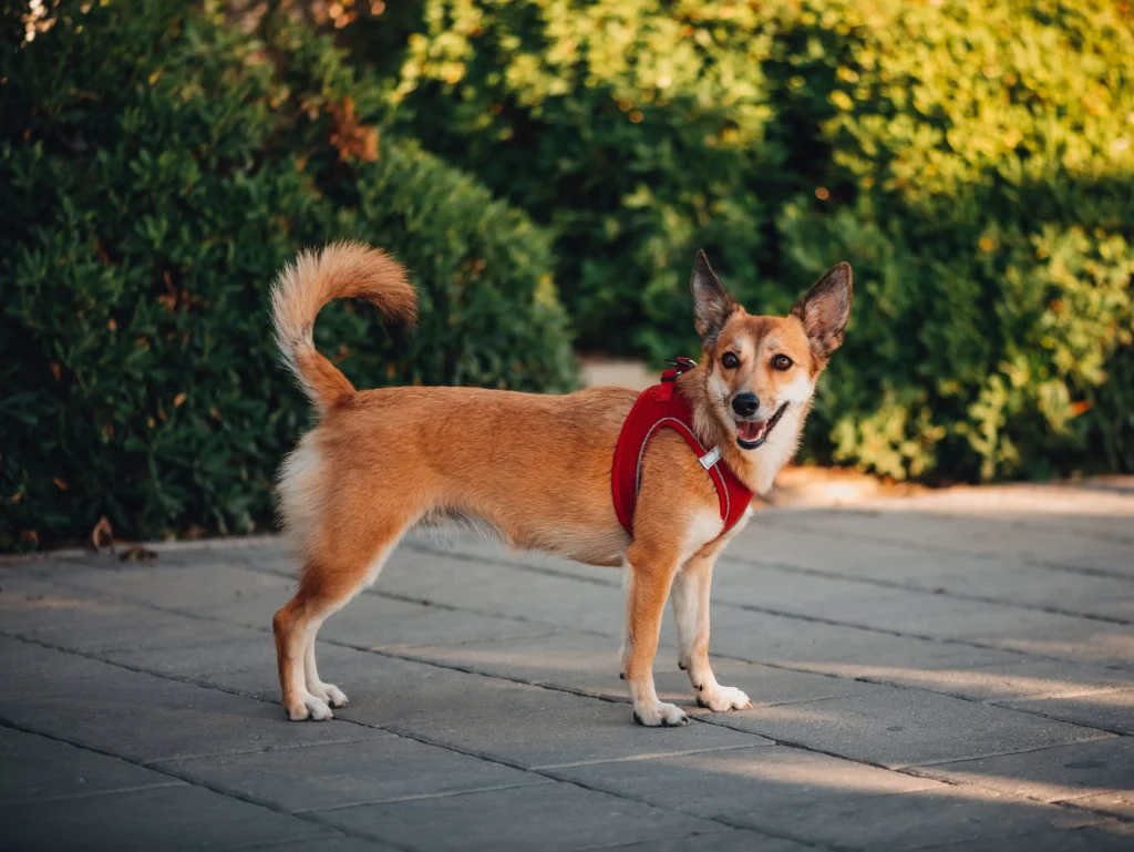Norwegian Lundehund Dog